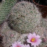 Mammillaria grahamii JL2834 Fish River, NM, USA.jpg